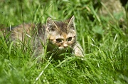 BRITISH SHORTHAIR C001